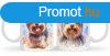Kutys bgre, Yorkshire Terrier, masnis