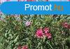 Leander - Nerium oleander rzsaszn(cserp k 3)