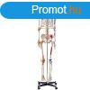 3D  Anatmiai orvosi modell, csontvz 182 cm