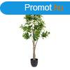 Dekor nvny Zld PVC 145 cm Peperomia MOST 83453 HELYETT 50