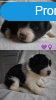 Border collie kiskutya