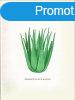 Az aloe csodja - Rex G. Maughan (szerk.)