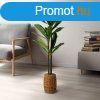 Mnvny dekorci - Dracaena Fragrans - 1,1-1,2 m