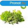 Click and Grow steak fszernvnyek keverke - PC