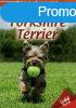 Hzi kedvenceink 1. : Yorkshire terrier