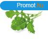 Click and Grow rukkola - PC