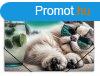 Gumis mappa, 15 mm, PP, A4, PANTA PLAST "Chillout cat&q