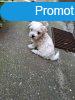 Bichon Havanese kiskutyk eladk