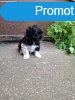 Bichon Havanese kiskutyk eladk